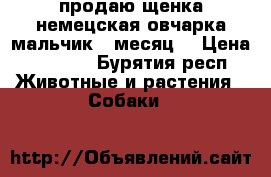 продаю щенка немецская овчарка мальчик 1 месяц. › Цена ­ 7 000 - Бурятия респ. Животные и растения » Собаки   